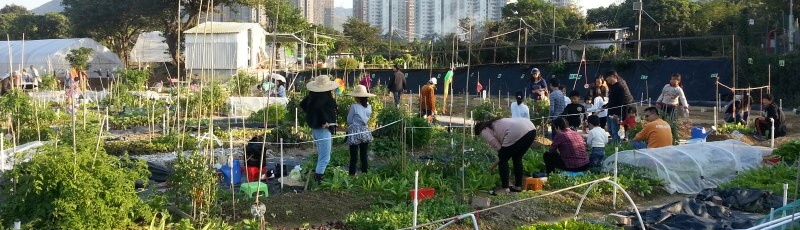 “We-farming” Organic Farming Project